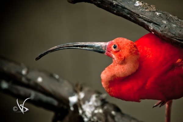 Red Bird_1